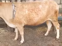 Kuh, Simmental cattle — Foto 3