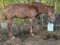 Hengst, Kazakh horse — Foto 3
