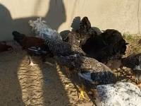 Chickens — 3-rasm