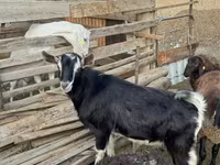公山羊, Alpine goat — 照片 2