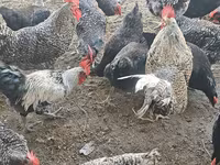 Chickens — फ़ोटो 3