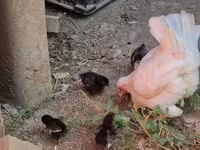 Chickens — foto 1