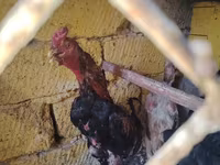 Chickens — Foto 2