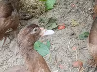 Ducks — Foto 3