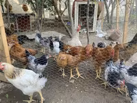Chickens — الصورة 1
