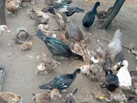 Ducks — الصورة 8