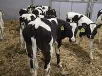 Bulle, Russian Black pied cattle — Foto 2