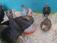Chickens — Foto 2