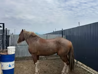 Caballo, Caballos — foto 2