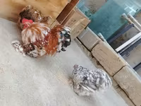 Chickens — फ़ोटो 4