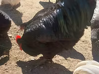 Gallo de pelea de fosa australiano — foto 3