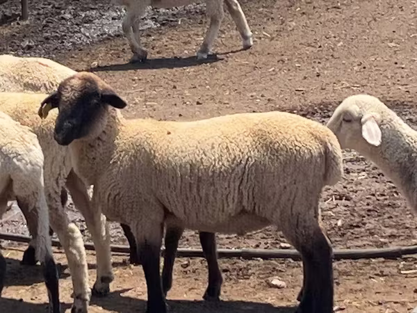 كبش, Hampshire sheep