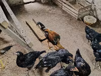 Chickens — Foto 3