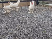 Chickens — 照片 6