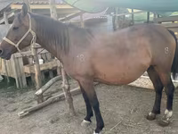 Mare, Anglo-Arabian — photo 4