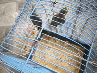 Nymph quşları (Cockatiel) – 2 ədəd, qəfəs və aksesuarlarla birlikdə — фото 4