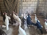 Blanca de pechuga ancha — foto 2