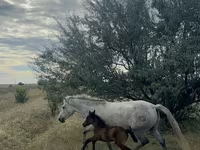 Madyan, Kazakh horse — foto 1