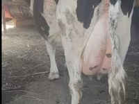 Kuh, Holstein-Rasse — Foto 2