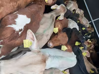 Rinder (Partie, Geschlecht nicht angegeben), Simmental cattle — Foto 1