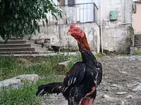 Chickens — Foto 3