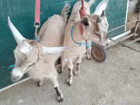 Echkilar (partiya, jinsi ko‘rsatilmagan), Alpine goat — 1-rasm