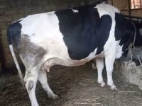 Kuh, Russian Black pied cattle — Foto 2