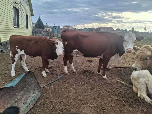 Бұқа, Latvian Blue cattle