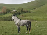 Hengst, Azerbaijan horse — Foto 2