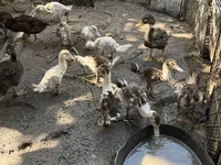 Ducks — الصورة 3
