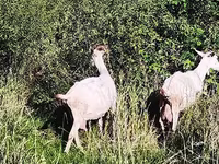 母山羊, Saanen goat — 照片 3