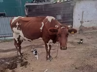 母牛, Simmental cattle — 照片 5
