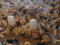 Ducks — फ़ोटो 6