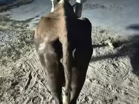 गाय, Latvian Blue cattle — फ़ोटो 4