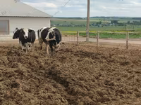 İnək, Russian Black pied cattle — foto 6