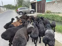 Ram, Sheep — photo 1