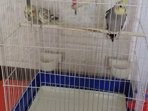 Iki eded korella fere xoruz saglam quslardi cutu 130 manata qefesle