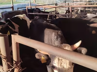 公牛, Simmental cattle — 照片 4