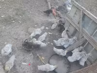 Ducks — Foto 3