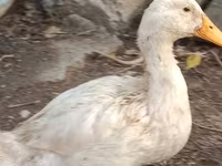 Ducks — 6-сурет