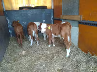 Бұқа, Simmental cattle — 2-сурет