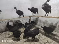 Chickens — Foto 6