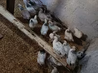 Chickens — 2-сурет