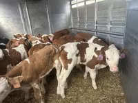 公牛, Simmental cattle — 照片 3