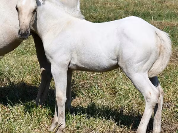 فرس, Quarter Horse