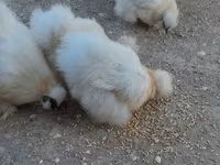 Chickens — photo 4