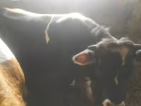 Cow, Simmental cattle — photo 3