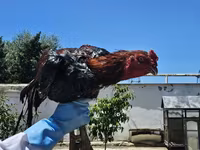 Chickens — الصورة 2
