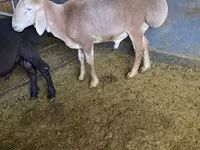 كبش, Edilbay sheep — الصورة 2
