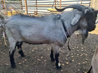 Ziegenbock, Saanen goat — Foto 2